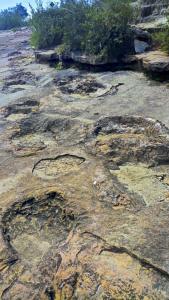 World famous dino footprints