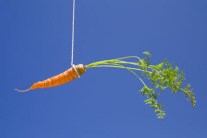 A_hanging_carrot
