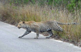 Leopard-on-road